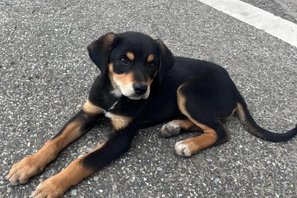 小狗食欲不振的原因,食物不适口会降低它的进食欲望