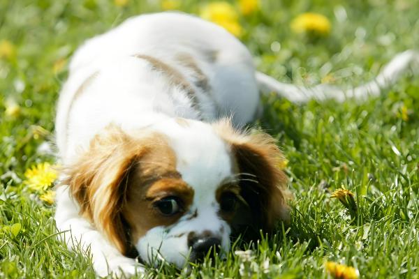 小狗食欲不振的原因,食物不适口会降低它的进食欲望