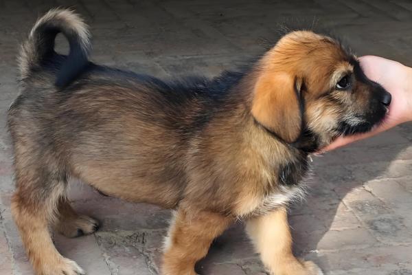 小狗食欲不振的原因,食物不适口会降低它的进食欲望