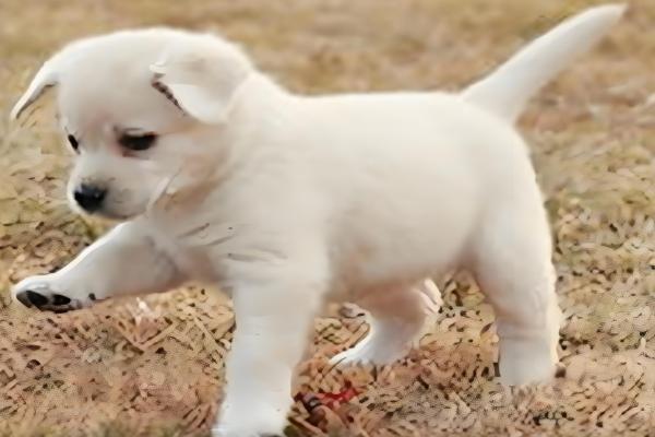 小狗食欲不振的原因,食物不适口会降低它的进食欲望