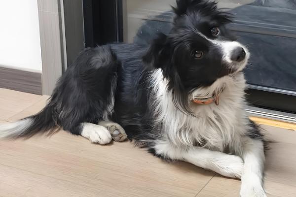 小狗食欲不振的原因,食物不适口会降低它的进食欲望