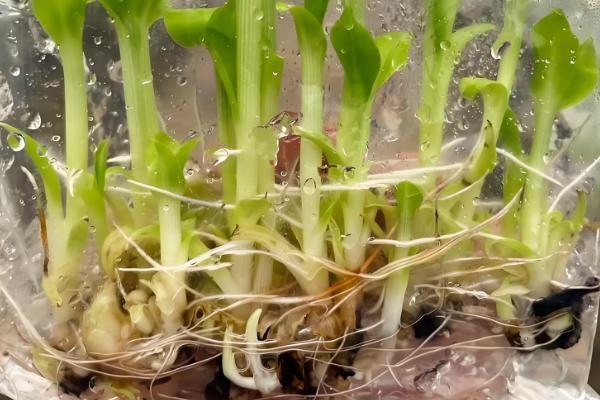 香蕉的育苗方法，以下三种方式均可使用