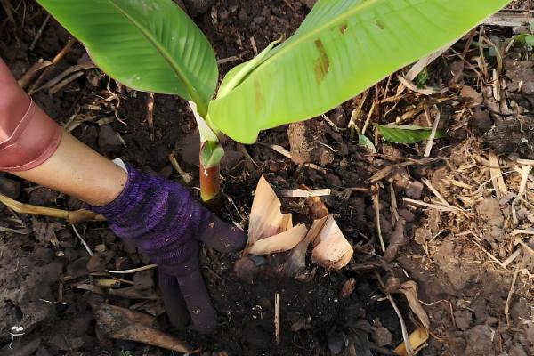 香蕉的育苗方法，以下三种方式均可使用