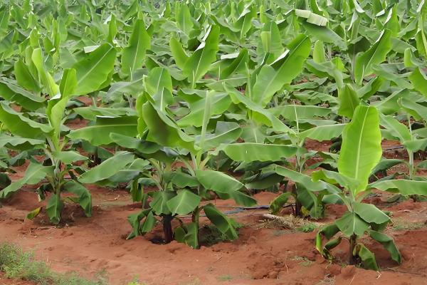 香蕉的育苗方法，以下三种方式均可使用