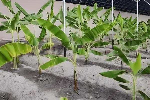 香蕉的育苗方法，以下三种方式均可使用