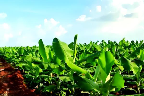 香蕉的育苗方法，以下三种方式均可使用