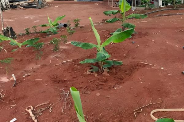 香蕉的育苗方法，以下三种方式均可使用