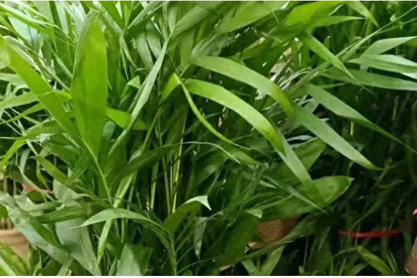 夏威夷竹叶片干枯发黄如何解决，缺少水分时要浇透水并喷水增湿