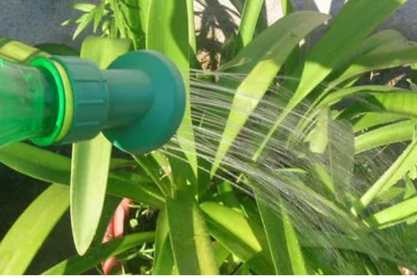 夏威夷竹叶片干枯发黄如何解决，缺少水分时要浇透水并喷水增湿