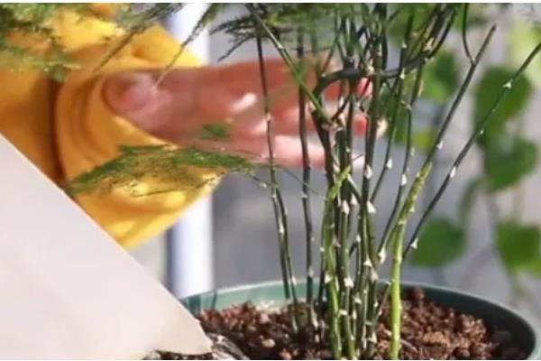 夏威夷竹叶片干枯发黄如何解决，缺少水分时要浇透水并喷水增湿