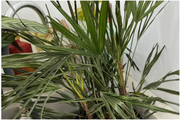 夏威夷竹叶片干枯发黄如何解决，缺少水分时要浇透水并喷水增湿