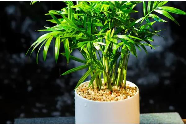 夏威夷竹叶片干枯发黄如何解决，缺少水分时要浇透水并喷水增湿