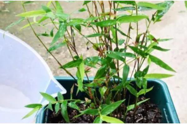 夏威夷竹叶片干枯发黄如何解决，缺少水分时要浇透水并喷水增湿