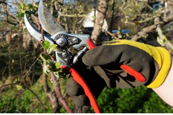 十大功劳的修剪方法，把病弱枝、枯黄枝、虫害枝剪除