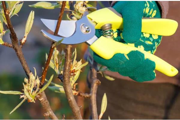 十大功劳的修剪方法，把病弱枝、枯黄枝、虫害枝剪除