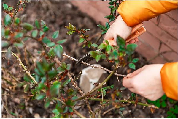 十大功劳的修剪方法，把病弱枝、枯黄枝、虫害枝剪除