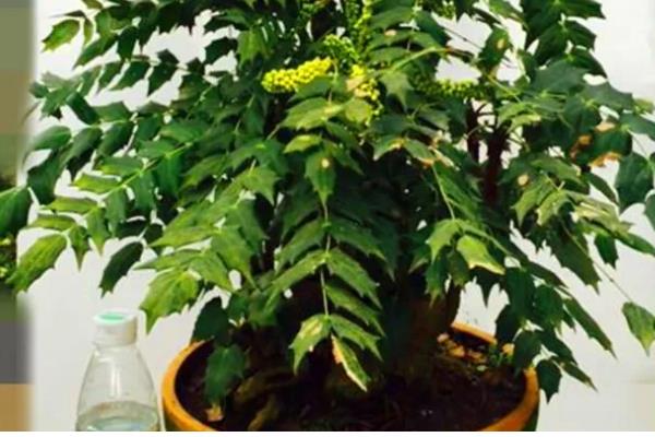 十大功劳的修剪方法，把病弱枝、枯黄枝、虫害枝剪除