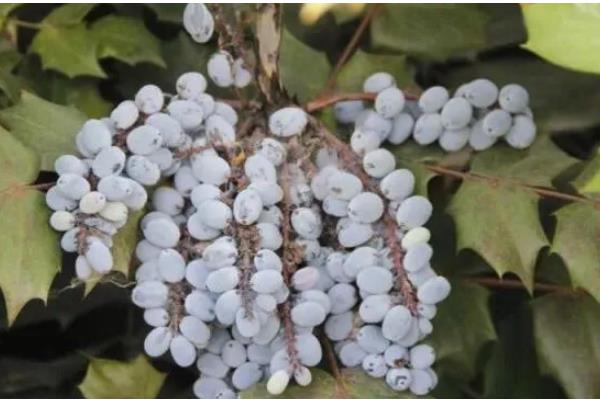 十大功劳的修剪方法，把病弱枝、枯黄枝、虫害枝剪除