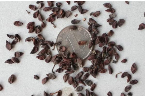 十大功劳的修剪方法，把病弱枝、枯黄枝、虫害枝剪除