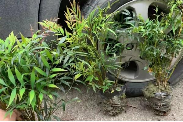 十大功劳的修剪方法，把病弱枝、枯黄枝、虫害枝剪除