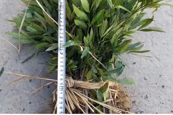 十大功劳的修剪方法，把病弱枝、枯黄枝、虫害枝剪除