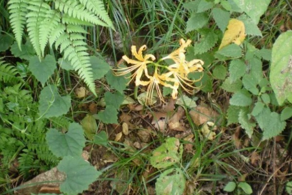 黄花石蒜有没有毒，全株都有毒