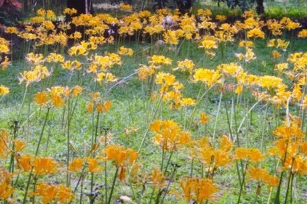 黄花石蒜有没有毒，全株都有毒
