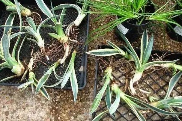 龙舌兰要多久才会开花,养殖10年以上才能看到花朵