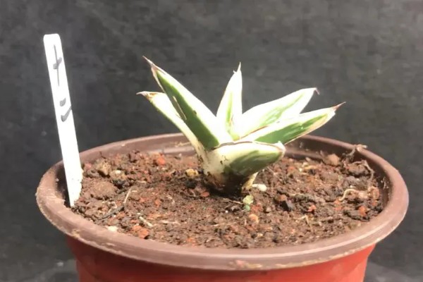 龙舌兰要多久才会开花,养殖10年以上才能看到花朵