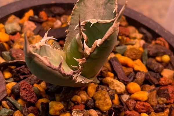 龙舌兰要多久才会开花,养殖10年以上才能看到花朵