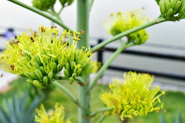 龙舌兰要多久才会开花,养殖10年以上才能看到花朵