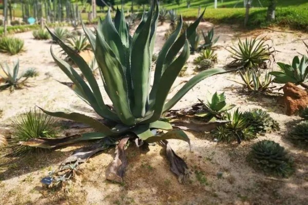 龙舌兰要多久才会开花,养殖10年以上才能看到花朵