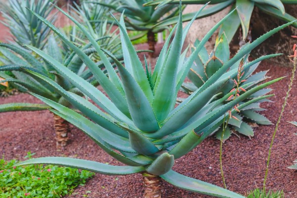 龙舌兰要多久才会开花,养殖10年以上才能看到花朵