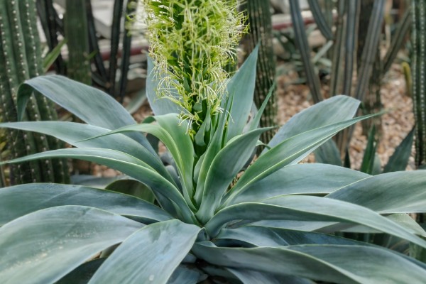 龙舌兰要多久才会开花,养殖10年以上才能看到花朵