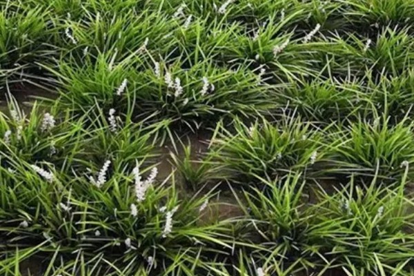 麦冬的常见病虫害与防治方法，常见的有黑斑病、根线虫等