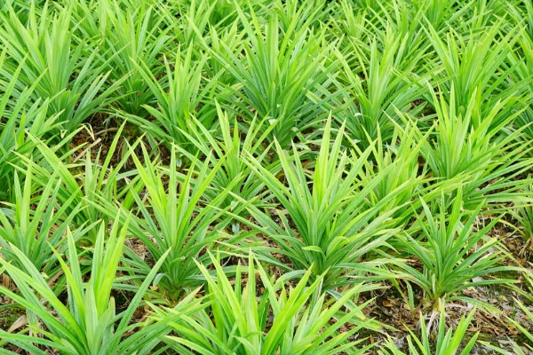 麦冬的常见病虫害与防治方法，常见的有黑斑病、根线虫等