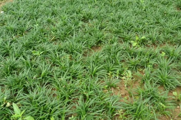 麦冬的常见病虫害与防治方法，常见的有黑斑病、根线虫等