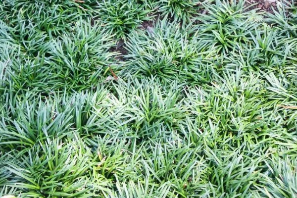 麦冬的常见病虫害与防治方法，常见的有黑斑病、根线虫等