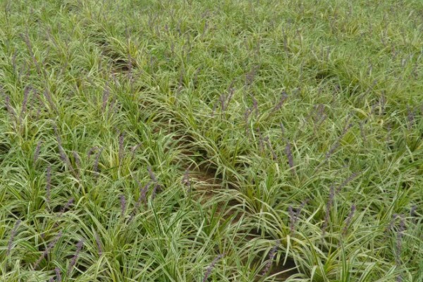 麦冬的常见病虫害与防治方法，常见的有黑斑病、根线虫等