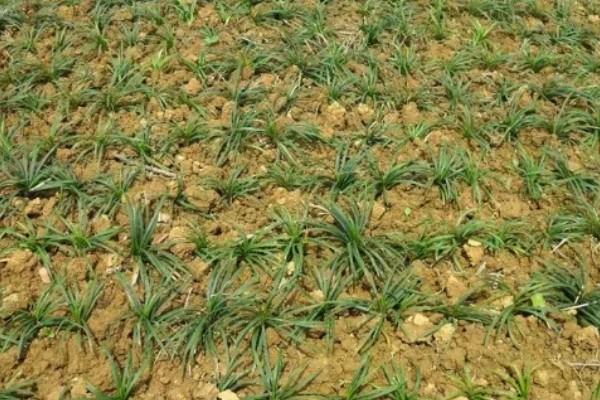 麦冬的常见病虫害与防治方法，常见的有黑斑病、根线虫等