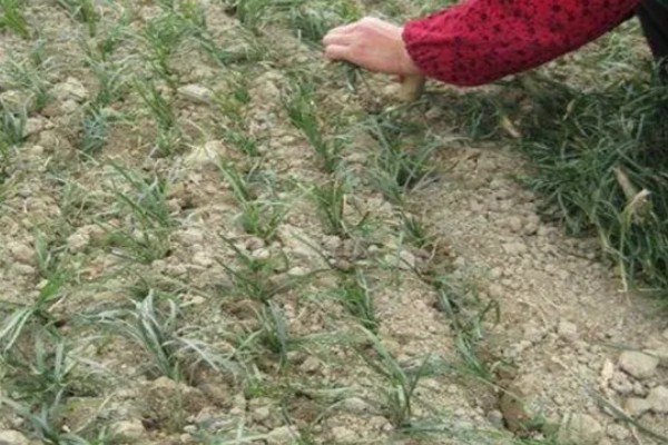 麦冬的常见病虫害与防治方法，常见的有黑斑病、根线虫等