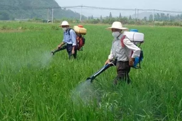 水稻移栽田怎样除草，畦埂沟边除草选用灭生性除草剂