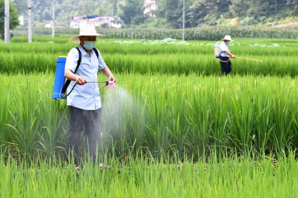 水稻移栽田怎样除草，畦埂沟边除草选用灭生性除草剂