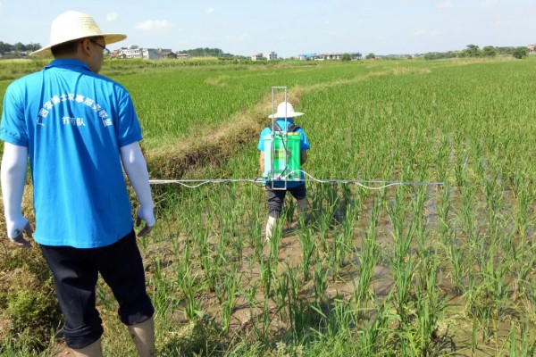 水稻移栽田怎样除草，畦埂沟边除草选用灭生性除草剂