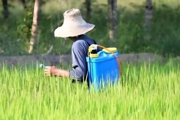 水稻移栽田怎样除草，畦埂沟边除草选用灭生性除草剂