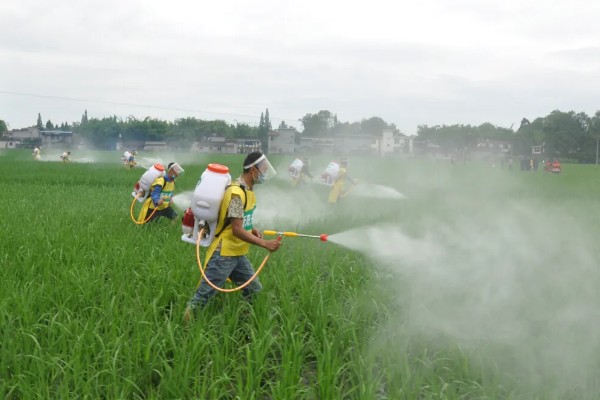 水稻移栽田怎样除草，畦埂沟边除草选用灭生性除草剂