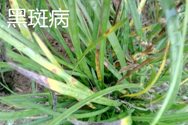 麦冬的常见病虫害与防治方法，常见的有黑斑病、根线虫等