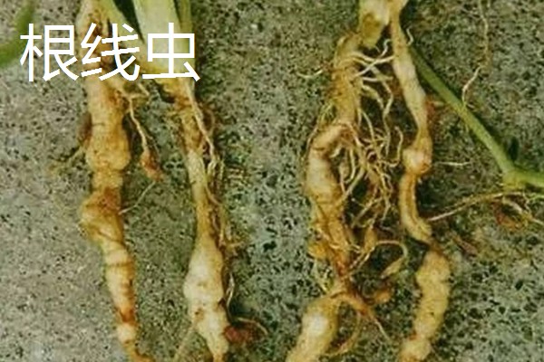 麦冬的常见病虫害与防治方法，常见的有黑斑病、根线虫等