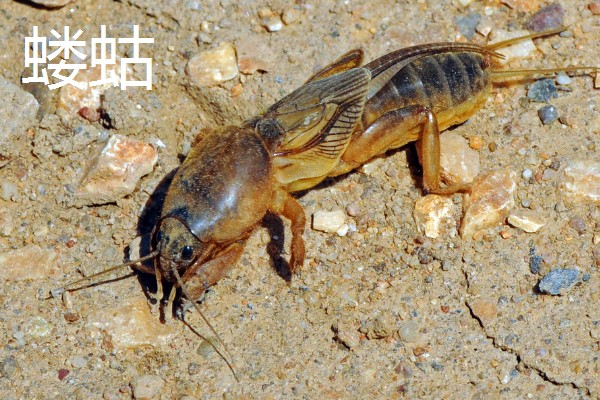 麦冬的常见病虫害与防治方法，常见的有黑斑病、根线虫等