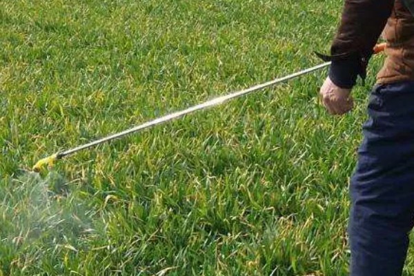 麦冬的常见病虫害与防治方法，常见的有黑斑病、根线虫等